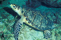 Hawksbill turtle underwater {Eretmochelys imbricata} Bahamas, Caribbean