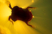 Surinam toad swimming {Pipa pipa} Rio Negro, Amazonia, Brazil
