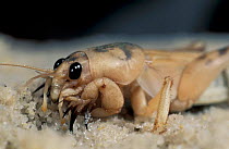 Mole cricket portrait {Gryllotalpa sp} Rio Negro, Amazonia, Brazil