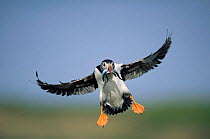 Puffin {Fratercula arctica} landing with sandeels in beak, Orkney, Scotland, UK 2006