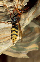 Hornet at nest {Vespa crabro} Germany