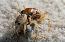 Tiger beetle {Cicindelidae} eating mole cricket, Amazonia, Brazil