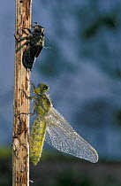 Broad bodied chaser dragonfly newly emerged from nymph {Libellula depressa} Germany