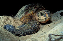 Hawksbill turtle female digging nest {Eretmochelys imbricata} Virgin Is, Caribbean
