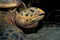 Hawksbill turtle female portrait {Eretmochelys imbricata} Virgin Is, Caribbean