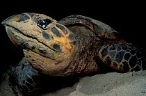 Hawksbill turtle female on beach portrait {Eretmochelys imbricata} Virgin Is, Caribbean