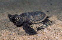 Hawksbill turtle baby hatchling heading for sea {Eretmochelys imbricata} Virgin Is, Caribbean