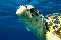 Hawksbill turtle portrait {Eretmochelys imbricata} Virgin Is, Caribbean