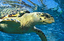 Hawksbill turtle portrait {Eretmochelys imbricata} Virgin Is, Caribbean
