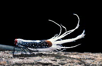 Lantern fly {Fulgoridae} Amazonia, Brazil