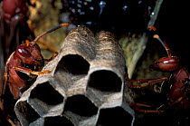 Social wasp at nest {Vesperidae} Amazonia, Brazil