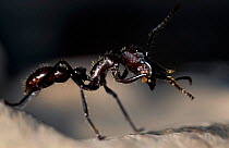 Ant cleaning itself {Formicidae} Amazonia, Brazil