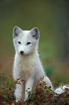 Arctic fox cub portrait {Vulpes lagopus} captive, Norway