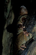 Spectral tarsier {Tarsius tarsier / spectrum / fuscus} Sulawesi, Indonesia