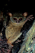 Spectral tarsier portrait {Tarsius tarsier / spectrum / fuscus} Sulawesi, Indonesia