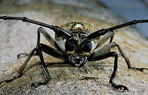 Longhorn beetle portrait {Cerambycidae} Sulawesi, Indonesia