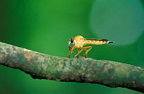 Robber fly {Asilidae} feeding on fly. Sulawesi, Indonesia