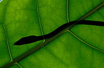 Long-nosed whip snake {Ahaetulla prasina} silhouette seen through leaf. Sulawesi, Indonesi