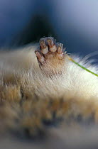 Norway lemming close up of paw {Lemmus lemmus} Norway