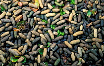 Norway lemming faecal pellets {Lemmus lemmus} Norway