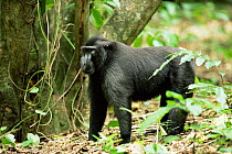 Celebes / Black / Sulawesi crested macaque (black ape) {Macaca nigra} in rainforest. Sulawesi, Indonesia