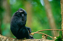 Celebes / Black / Sulawesi crested macaque {Macaca nigra} juvenile in rainforest, Sulawesi, Indonesia