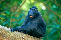 Celebes / Black / Sulawesi crested macaque {Macaca nigra} Sulawesi, Indonesia
