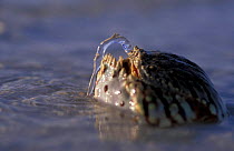 Box crab ejecting water {Calappa sp} Bahamas