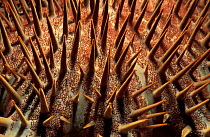 Close up of thorns of Crown of thorns starfish {Acanthaster planci} Sulawesi, Indonesia