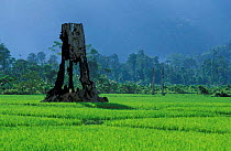 Burnt rainforest tree trunk in rice field, Sulawesi, Indonesia