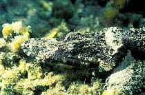 Beaufort's crocodilefish / Giant flathead {Cymbacephalus beauforti} Sulawesi, Indonesia