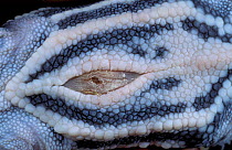 Leatherback turtle, close up of navel {Dermochelys coriacea} captive, Virgin Is, Caribbean
