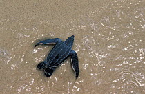Leatherback turtle juvenile {Dermochelys coriacea} Virgin Is, Caribbean
