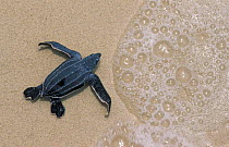 Juvenile leatherback turtle {Dermochelys coriacea} on sand, Virgin Islands, Caribbean