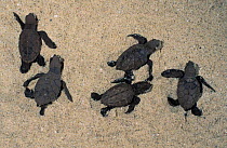 Hawksbill turtle baby hatchlings {Eretmochelys imbricata} head for sea Virgin Is, Caribbean