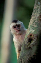 White fronted capuchin {Cebus albifrons} Amazonia, Brazil