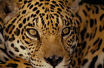 Jaguar {Panthera onca} head portrait, captive, Brazil