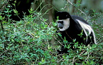 Black and white colobus monkey in rainforest {Colobus guereza} Kakamega Forest, Kenya