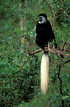Black and white colobus monkey in tree {Colobus guereza} Kakamega Forest, Kenya