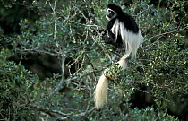 Black and white colobus monkey in tree {Colobus guereza} Kakamega Forest, Kenya