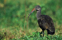 Hadada ibis {Hagedashia hadedash} Lake Victoria, Kenya