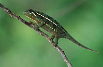 Graceful / Slender chameleon {Chamaeleo gracialis} Kakamega Forest, Kenya
