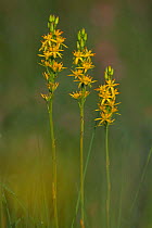 Bog asphodel flowering {Narthecium ossifragum} Belgium