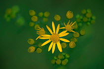 Ragwort flower {Jacobaea vulgaris} Belgium