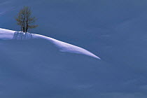 Larch tree in snow field, Alpes Maritimes, France
