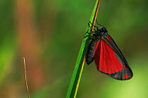 Cinnabar moth {Tyria jacobaeae} Belgium