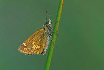 Large skipper butterfly {Ochlodes sylvanus} Belgium