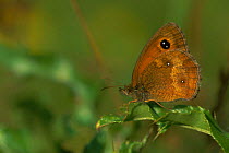Hedge brown / Gatekeeper butterfly {Pyronia tithounus} Belgium