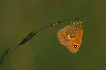 Small heath butterfly {Coenonympha pamphilus} Belgium
