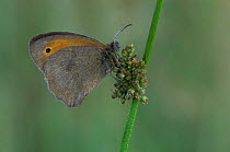 Meadow brown butterfly {Maniola jurtina} on bract / stem, Belgium